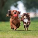 Dogs excitedly running in the park