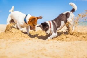 Dogs Digging a Hole in a Dry Soil