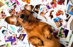 A retriever lying on his photographs taken by his pawrents during special occasions and outings