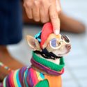 Baby Chihuahua Wearing Doggles, Sitting Under the Sunlight