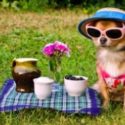 Tiny chihuahua dog wearing suit, straw hat and glasses relaxing in meadow
