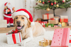 A Santa Labrador lying on white carpet floor with Christmas presents and decorated Christmas tree on his background