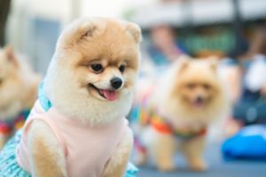 Cute and squishy Pomeranian dog on her pink fashionable clothes