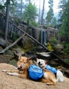 These dogs are carrying a light-weight bagpack in the woods