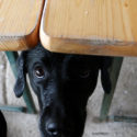dog begging at table