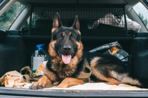 German shepherd dog sitting behavely in an open truck for a road trip