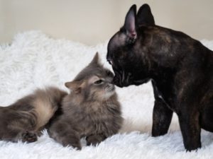 Dog and cat sniffing each other on a white plaid bed