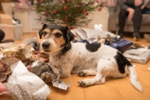 Labrador Enjoys Pre-holiday Presents