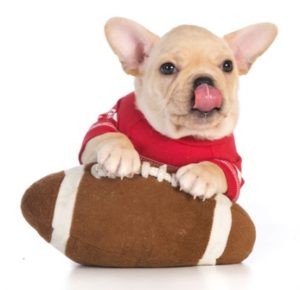 French Bulldog Wearing Sports Jersey with Paws on a Stuffed Football
