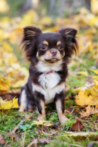 Chihuahua dog in the woods with red collar and silver circle-shaped tag
