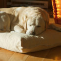 Soft and Comfy Bedding for Elderly Dog