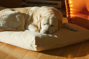 Soft and Comfy Bedding for Elderly Dog