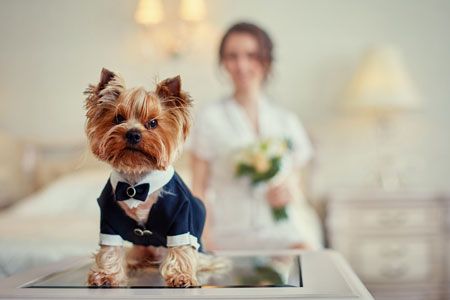 Best Dog - In Your Wedding!