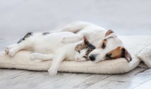 11 breeds of dogs that like cats