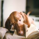 Best All Time Dog Books for Dog Lovers